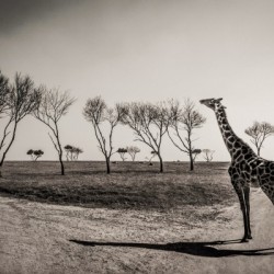 South Africa